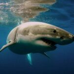 Summertime Shark Attacks in Southern California could increase, According to Beachgoers, Despite Funding cuts for Study