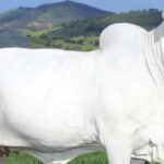 The World’s most Expensive Cow was Sold for GHC56.5m. Here’s why