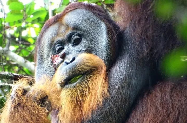 Wild orangutan seen healing his wound with a plant